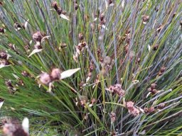Hypodiscus aristatus male plant showing pale spathes